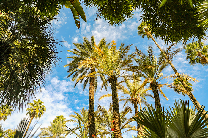 Discover all the Enchanting Gardens of the red ciry Marrakech
